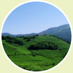 东盘山森林步道