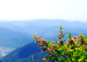 太白坡森林步道